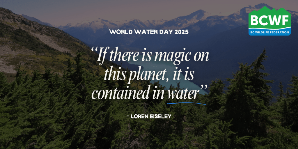 Celebrating World Water Day 2025 — Protecting B.C.’s&nbsp;Watersheds