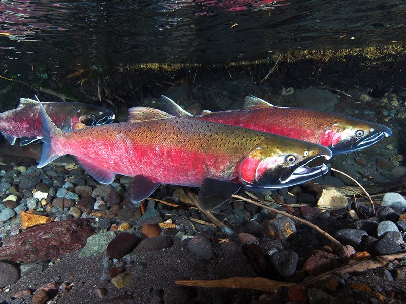 Toxic Tire Leaching — A Threat to Salmon Survival