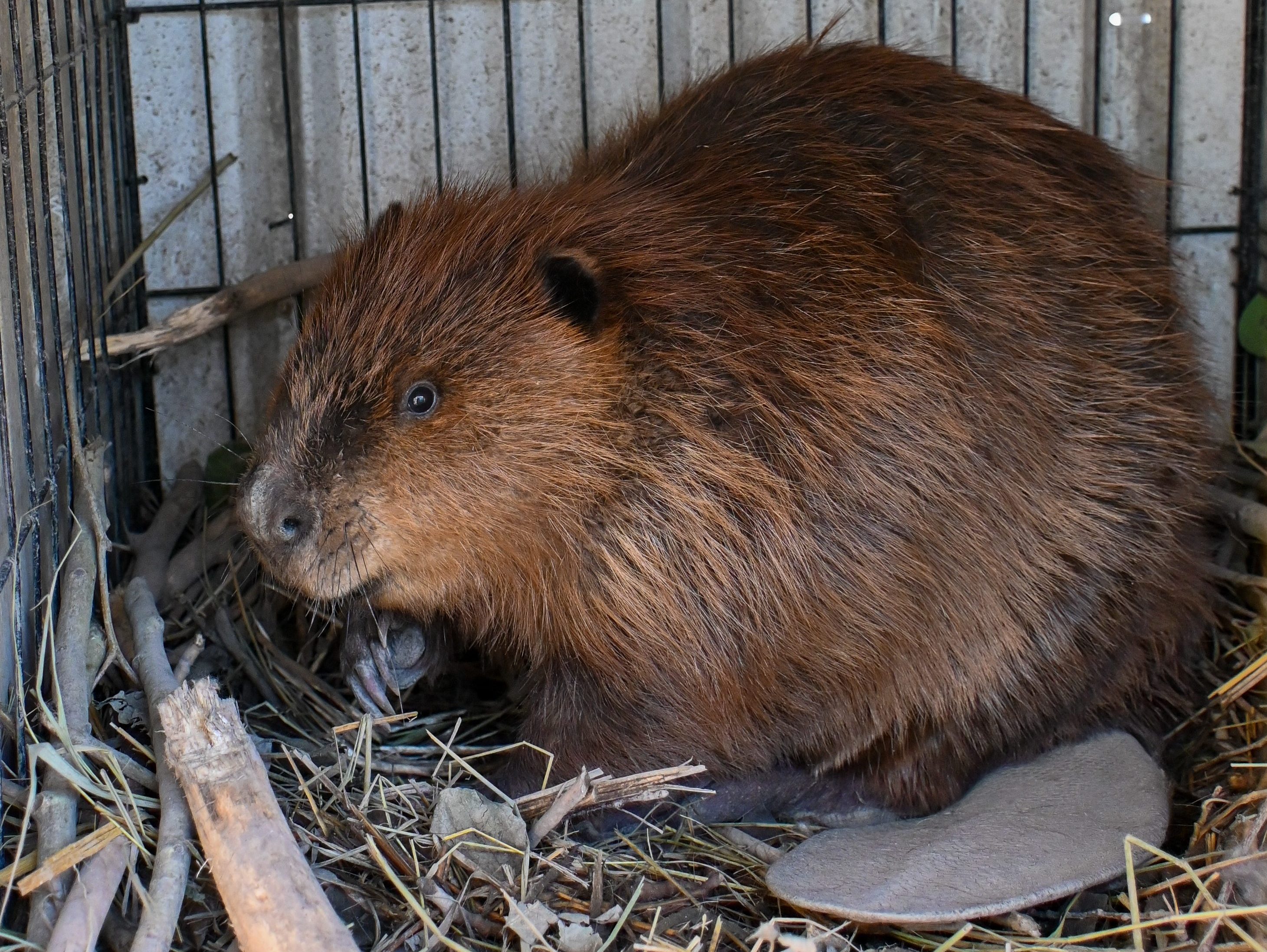 Maggie’s Journey — A ‘Nuisance’ Beaver Gets a Second Chance