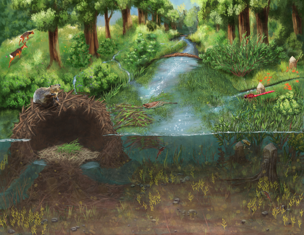 10,000 Wetlands — Using Beaver-based Restoration to Enhance Watershed&nbsp;Resilience