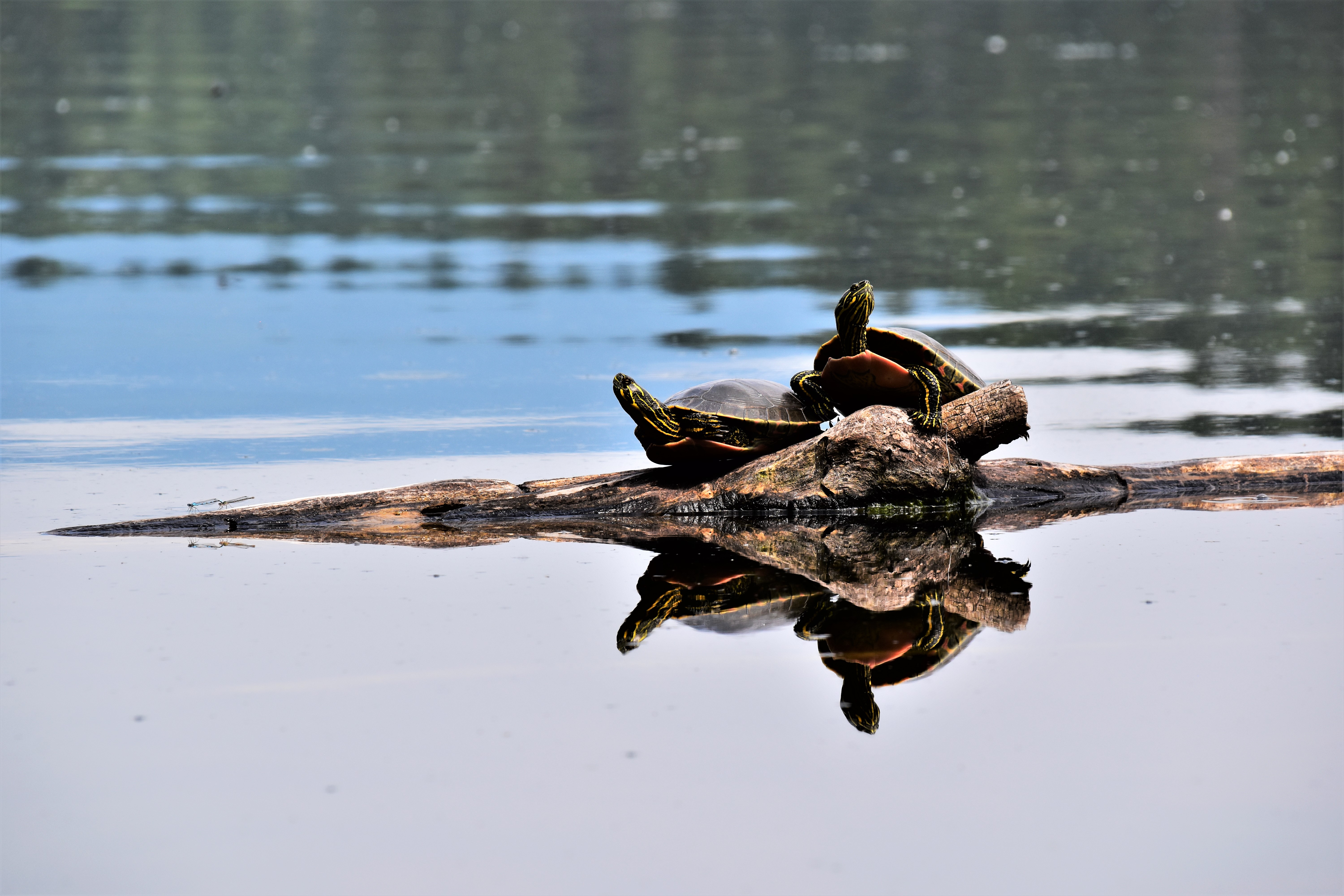 The Wetlands Workforce Project (2021)