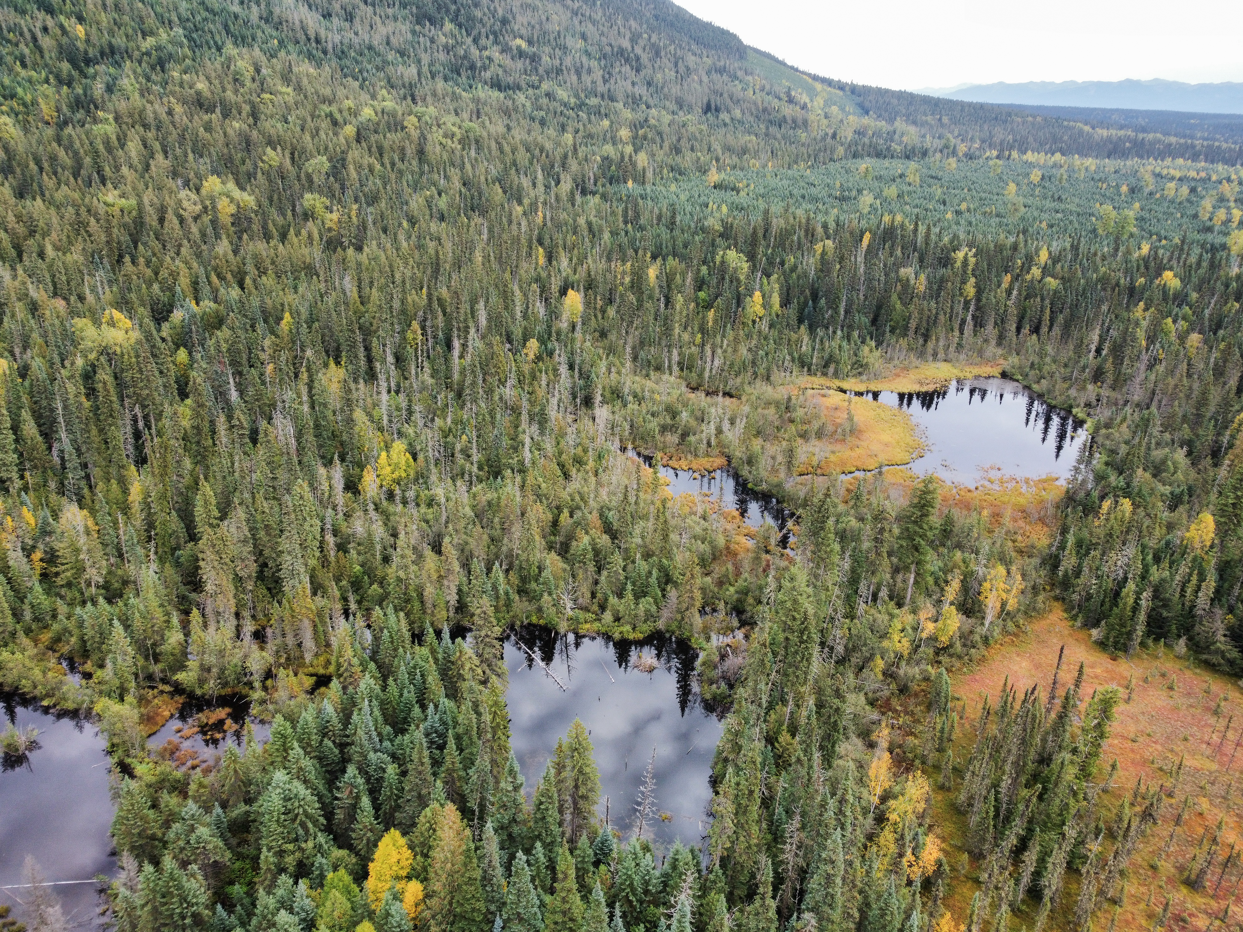 Why Wetlands?