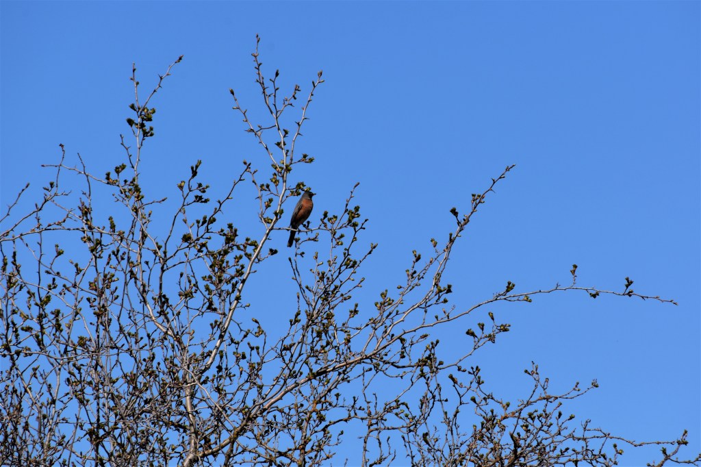 Birdhouse Boom! Building Real Estate for Wetland&nbsp;Birds