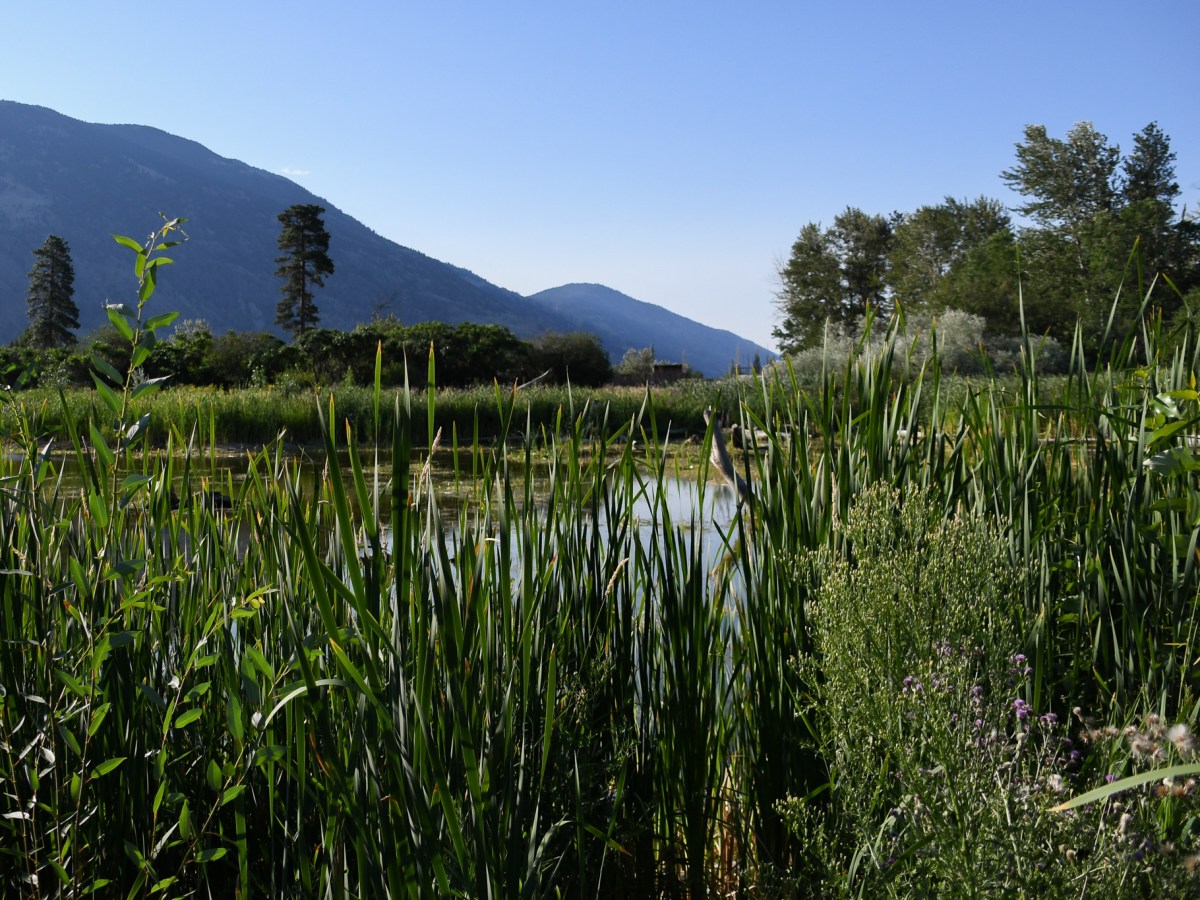 Ginty’s Pond (nʔaʕx̌ʷt) Wetland Restoration Enters Second Phase 