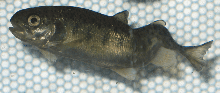 Whirling Disease — A Threat to B.C.’s Fish and Freshwater Ecosystems  