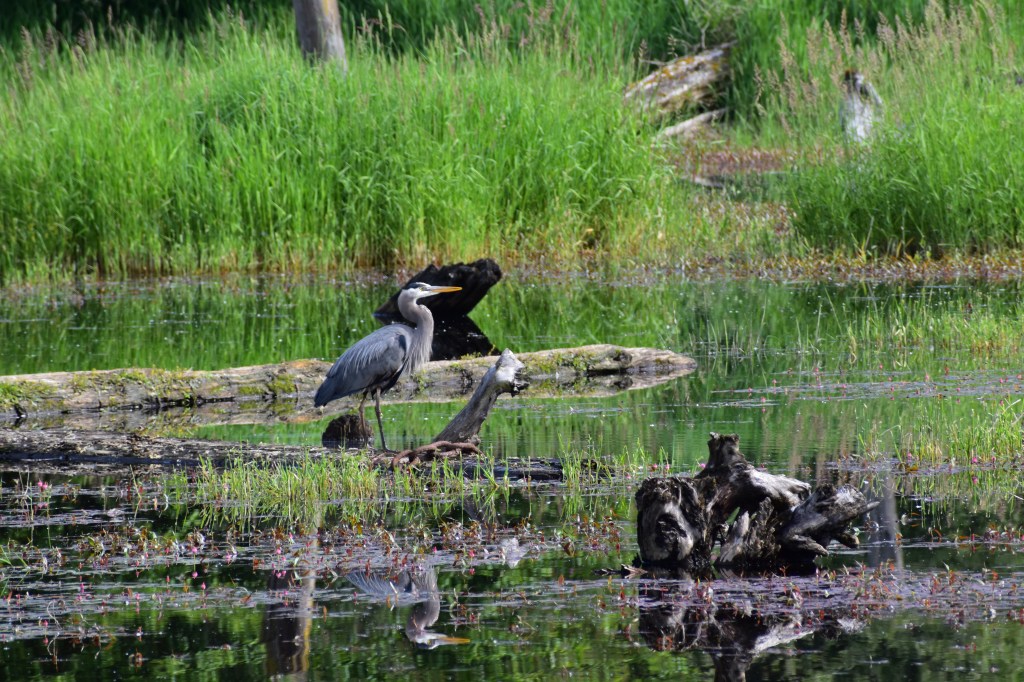 B.C.’s Wetlands are Getting a&nbsp;Boost