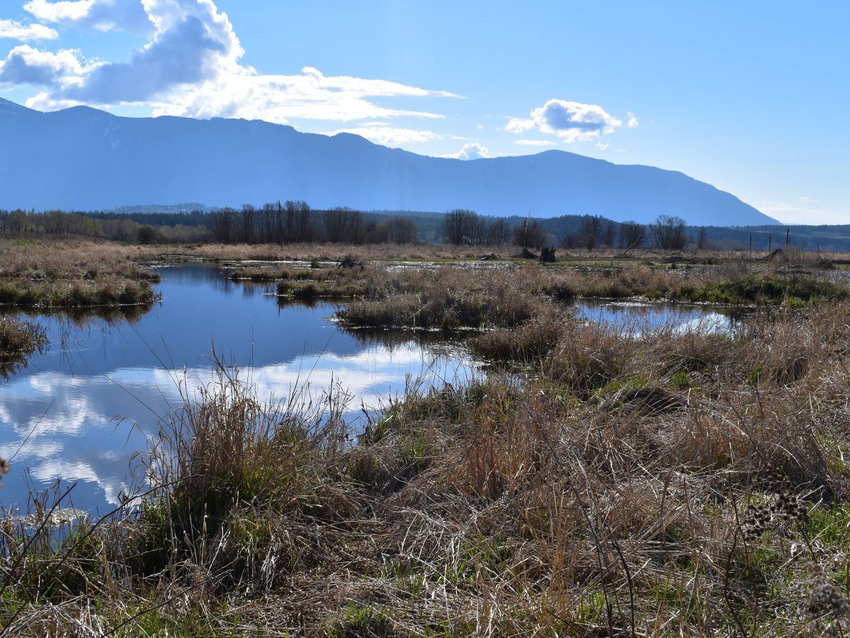 The Yaqan Nukiy Wetland&nbsp;Project