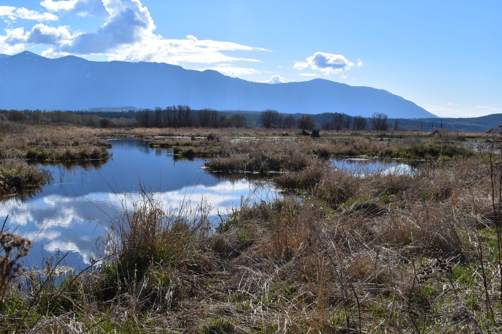 The Yaqan Nukiy Wetland&nbsp;Project