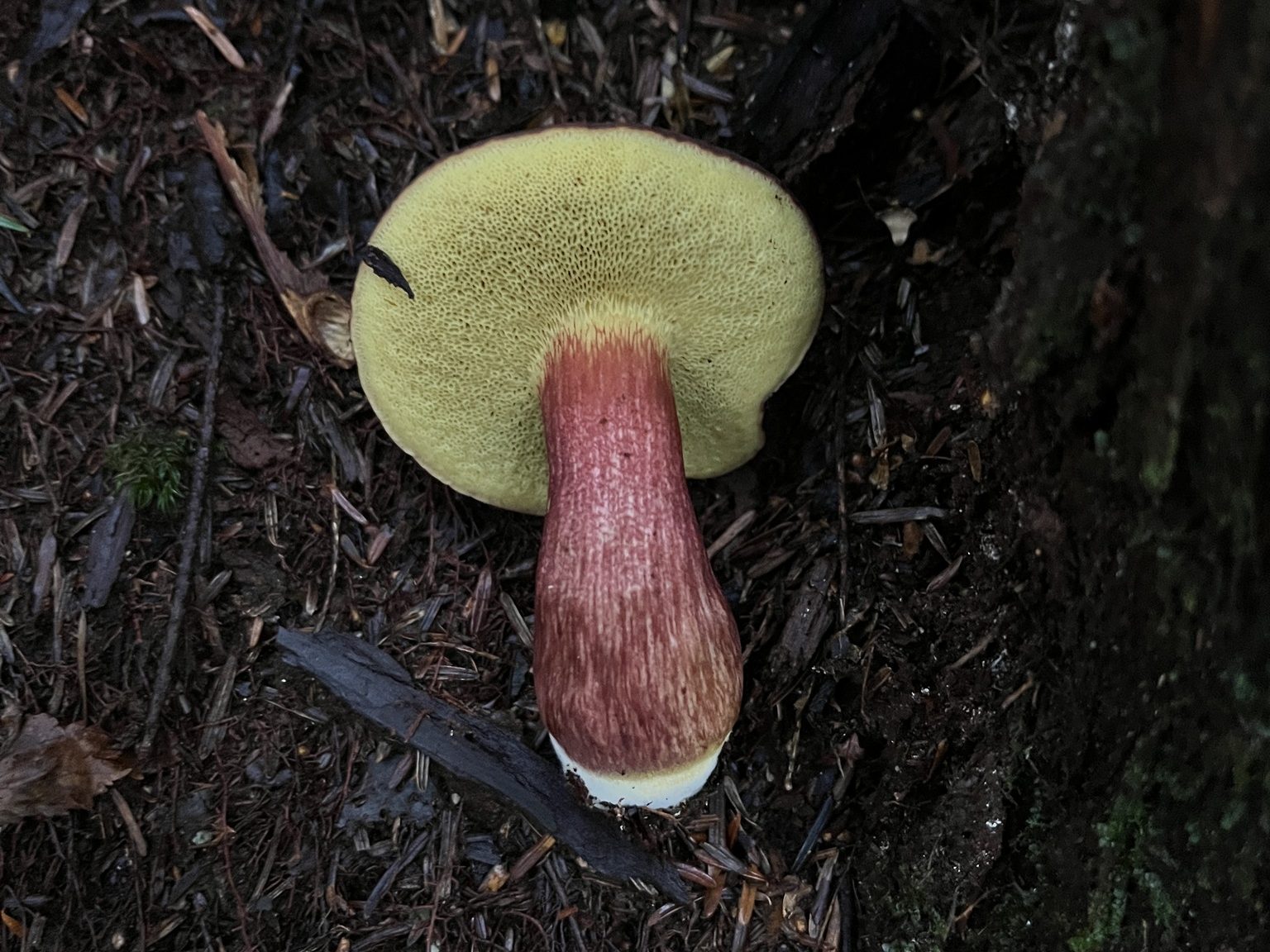 The Secret World of Wetland Fungi 