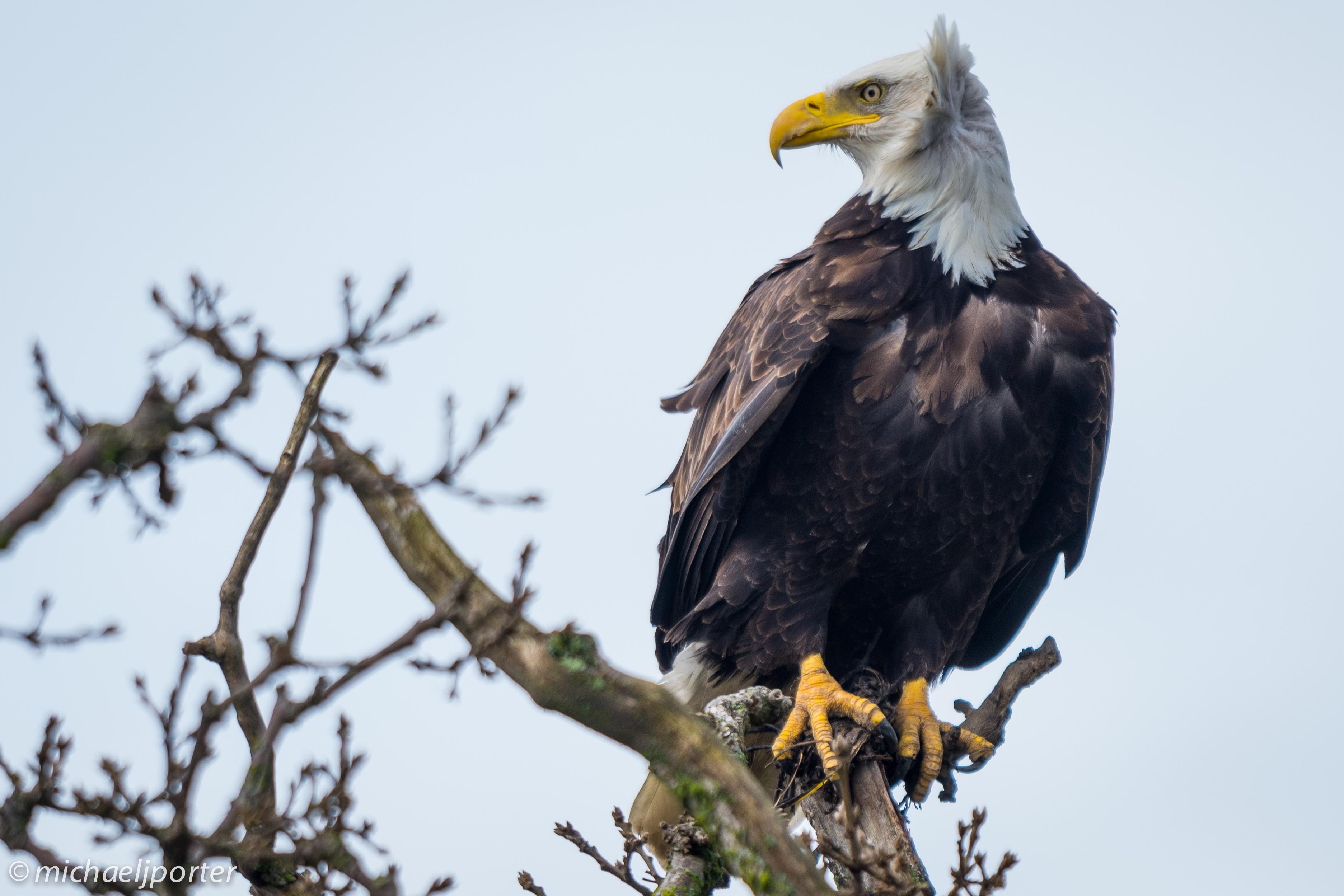 Species Profile — Bald Eagle