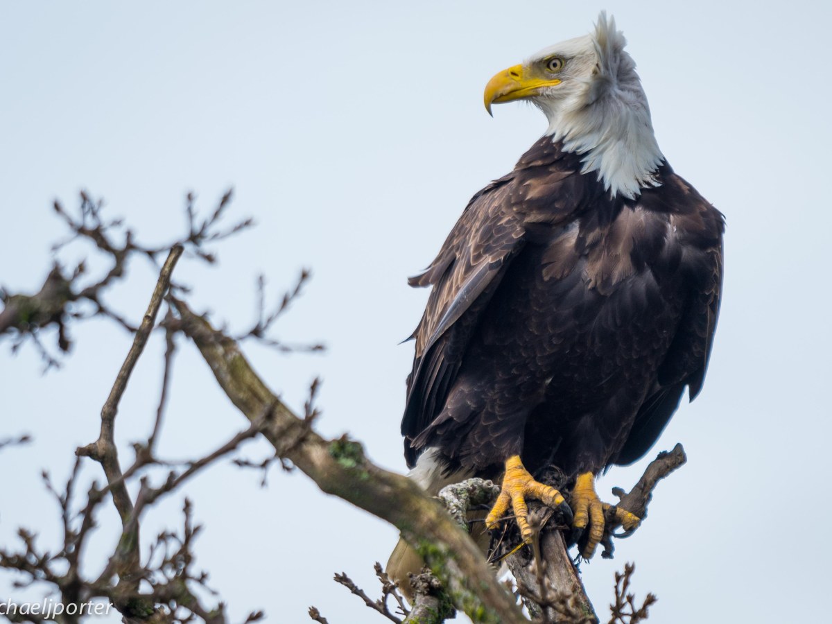 Species Profile — Bald&nbsp;Eagle