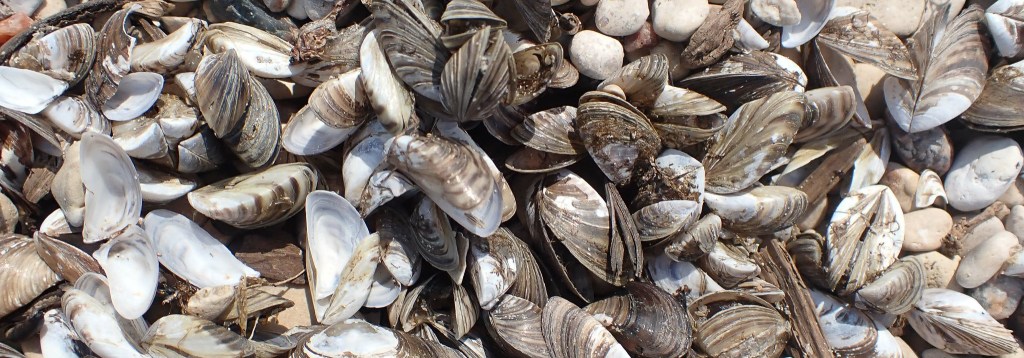 Invasive Mussels — An Immediate and Preventable Threat 
