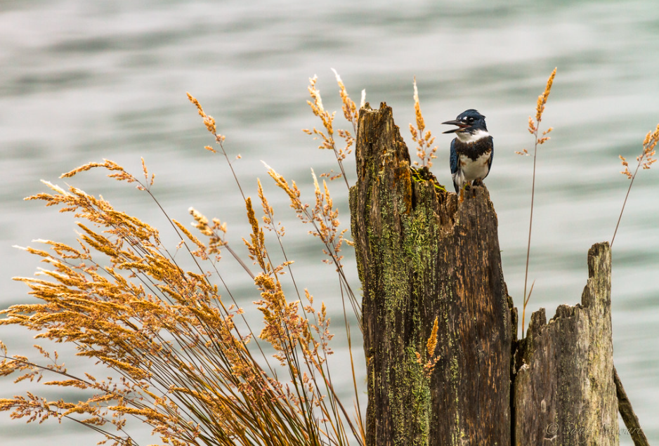 Species Profile — Belted Kingfisher