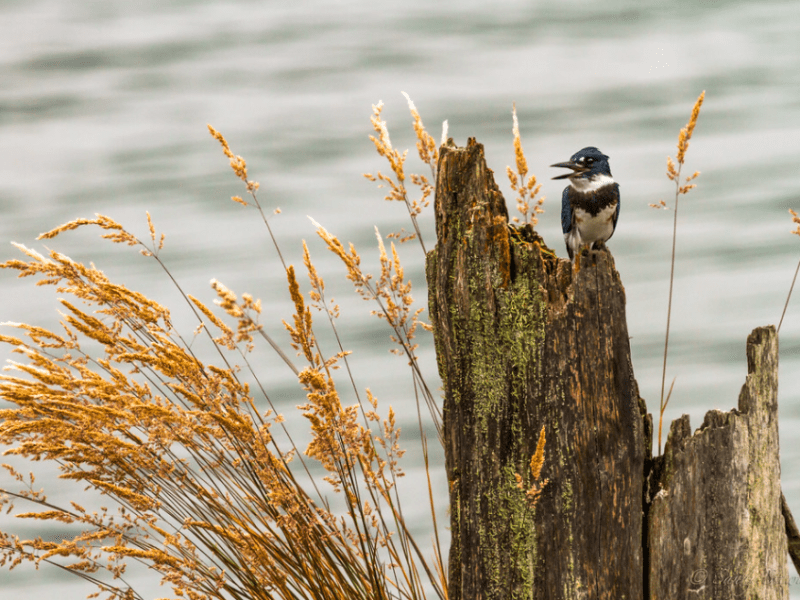 Species Profile — Belted&nbsp;Kingfisher
