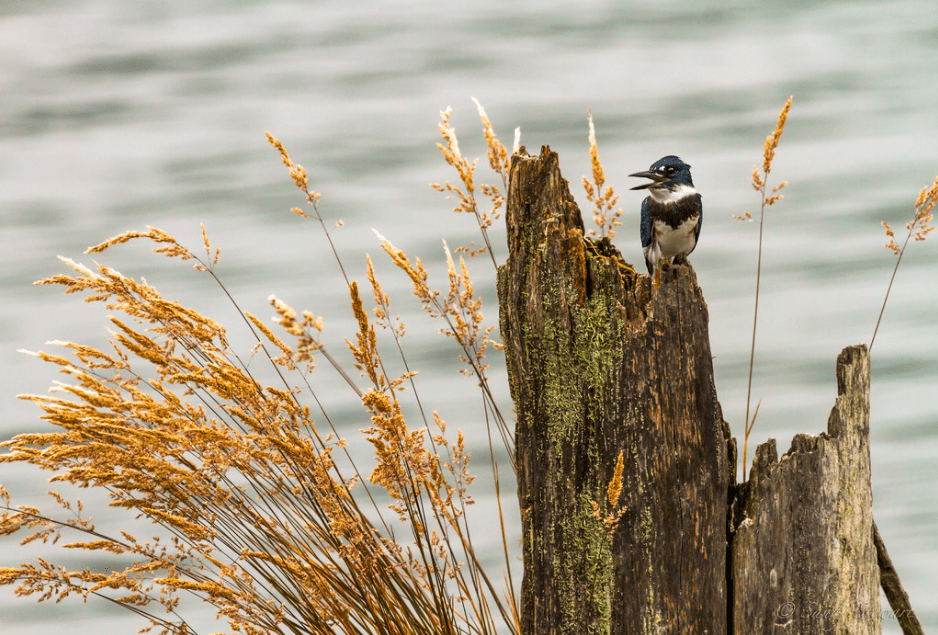 Species Profile — Belted&nbsp;Kingfisher