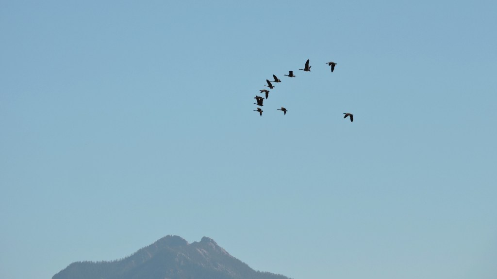 Wetlands — A Stop-over in the Great Migratory&nbsp;Journey
