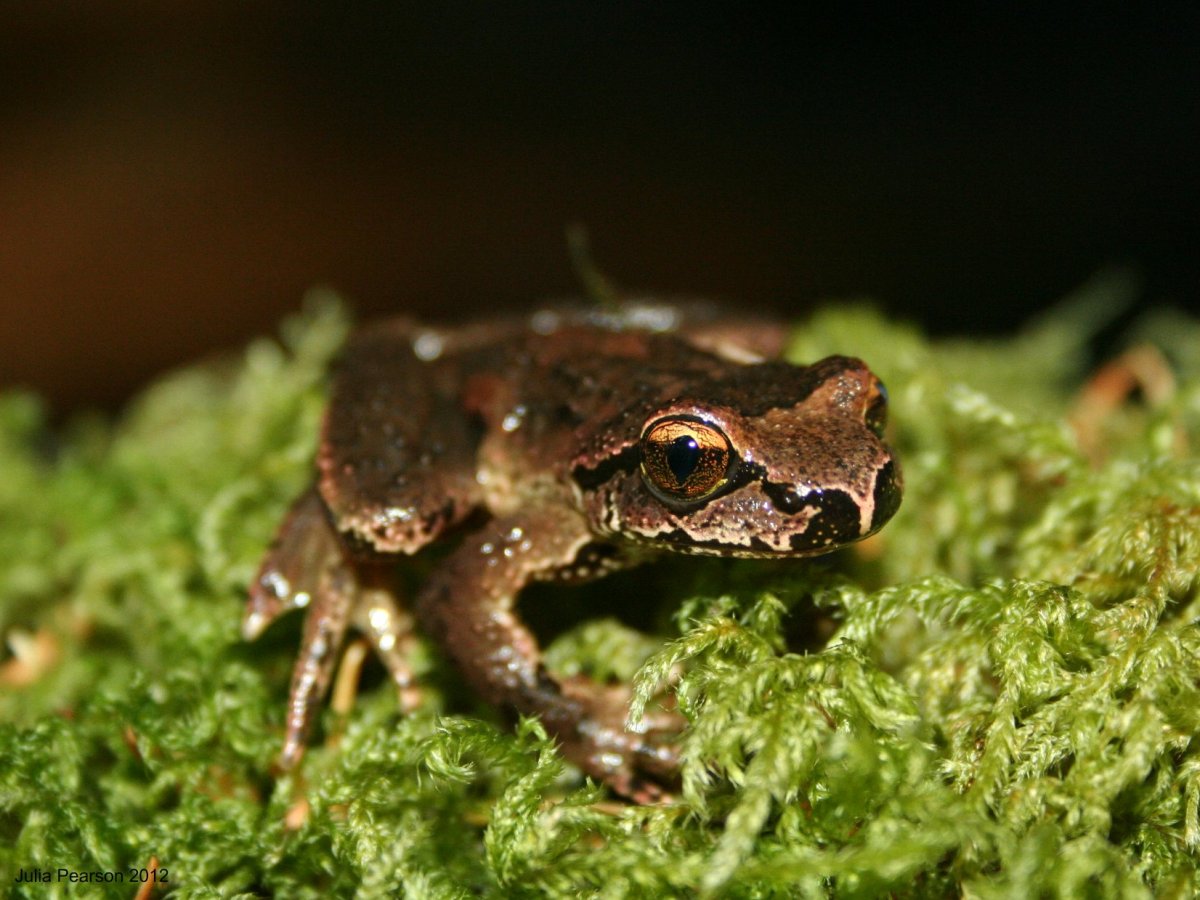 Species Profile — Coastal Tailed&nbsp;Frog