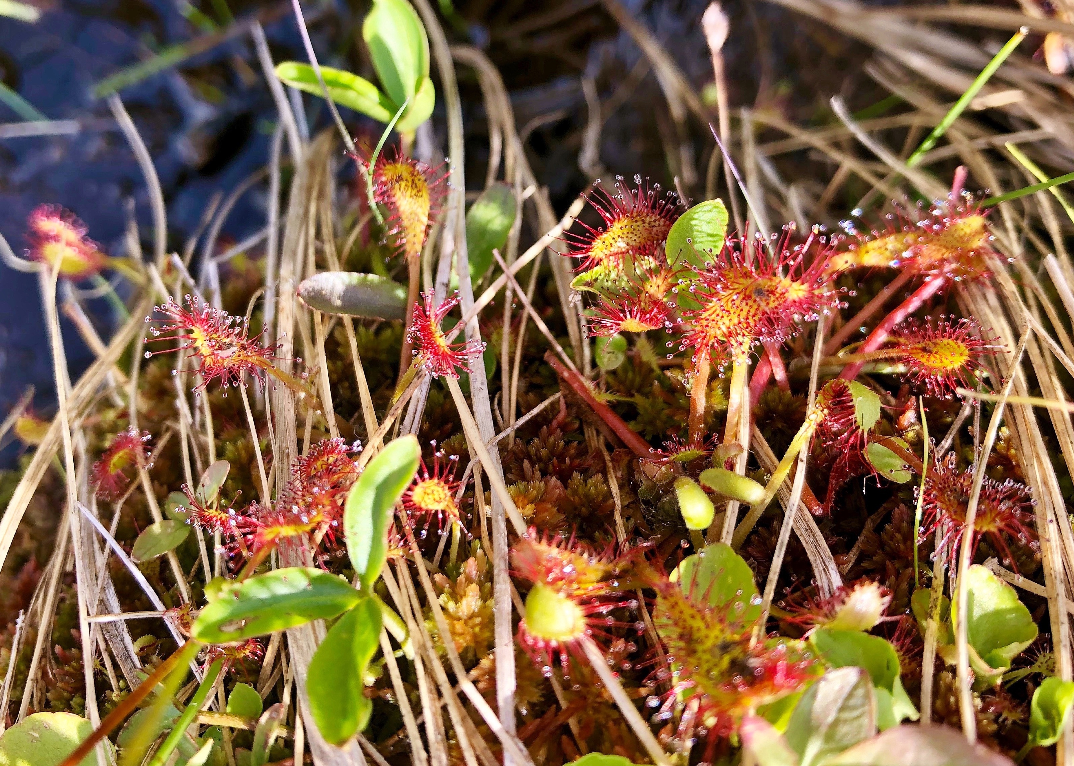 Species Profile — Round-Leaved Sundew