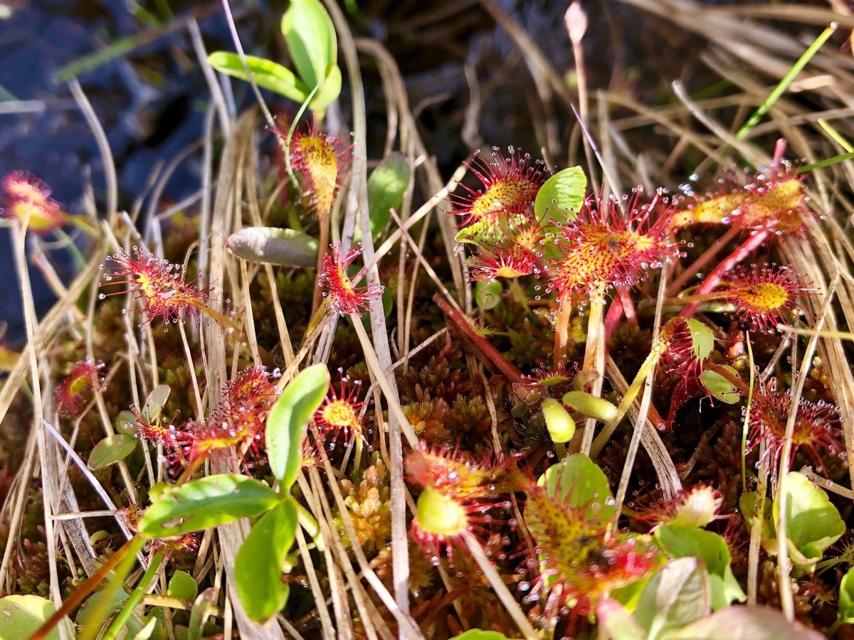 Species Profile — Round-Leaved&nbsp;Sundew