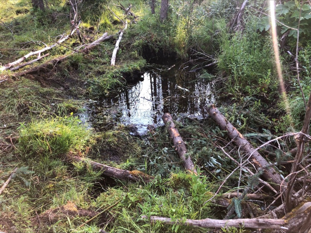 First Set of Beaver Dam Analogues (BDAs)&nbsp;Built