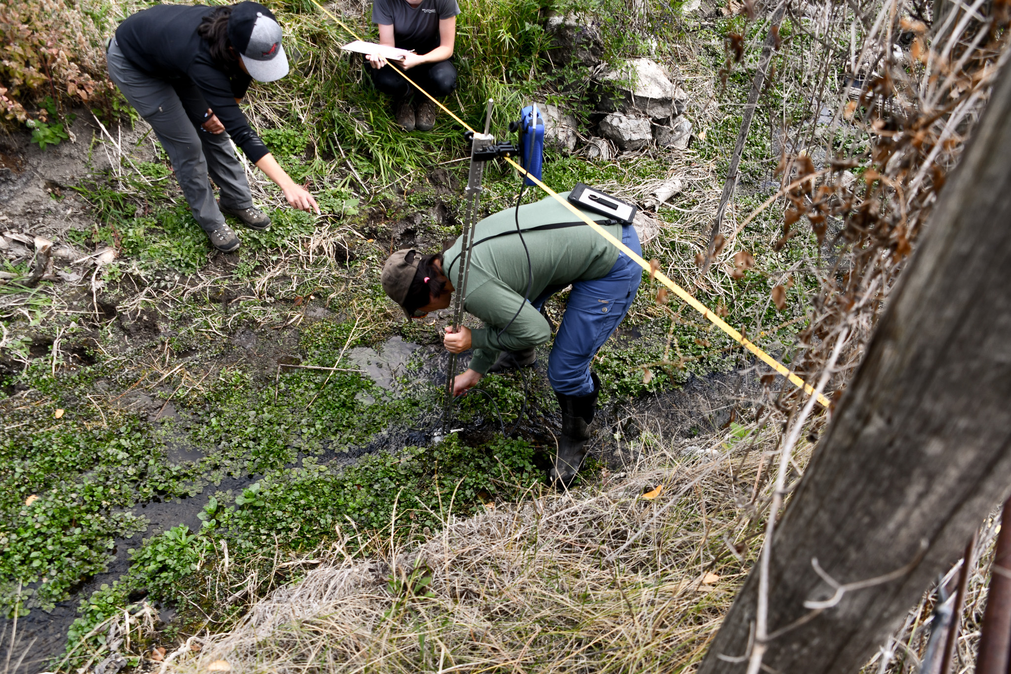 Beavers as Bioengineers