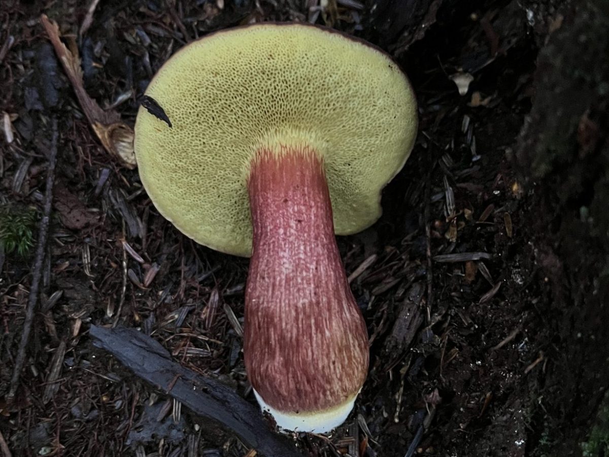 The Secret World of Wetland Fungi 