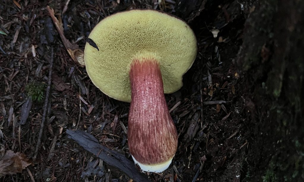 The Secret World of Wetland Fungi