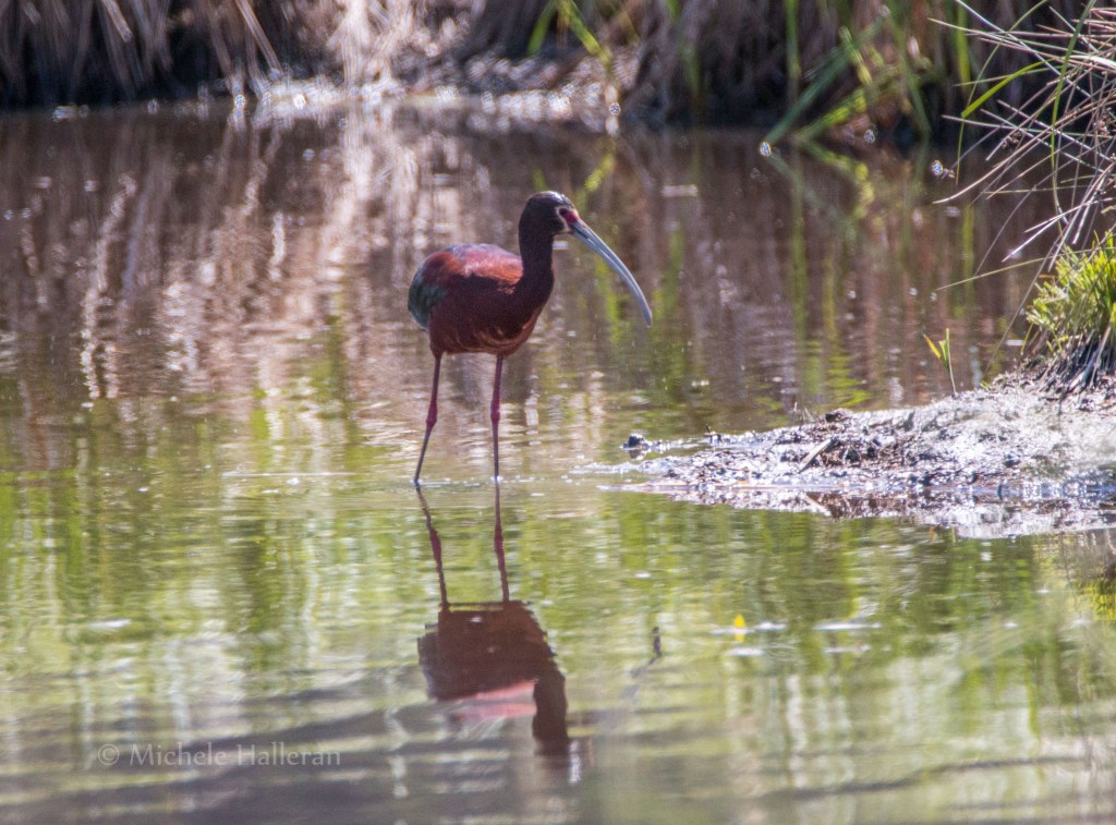 Seeing is Believing — Improving our Wetlands one Survey at a&nbsp;Time