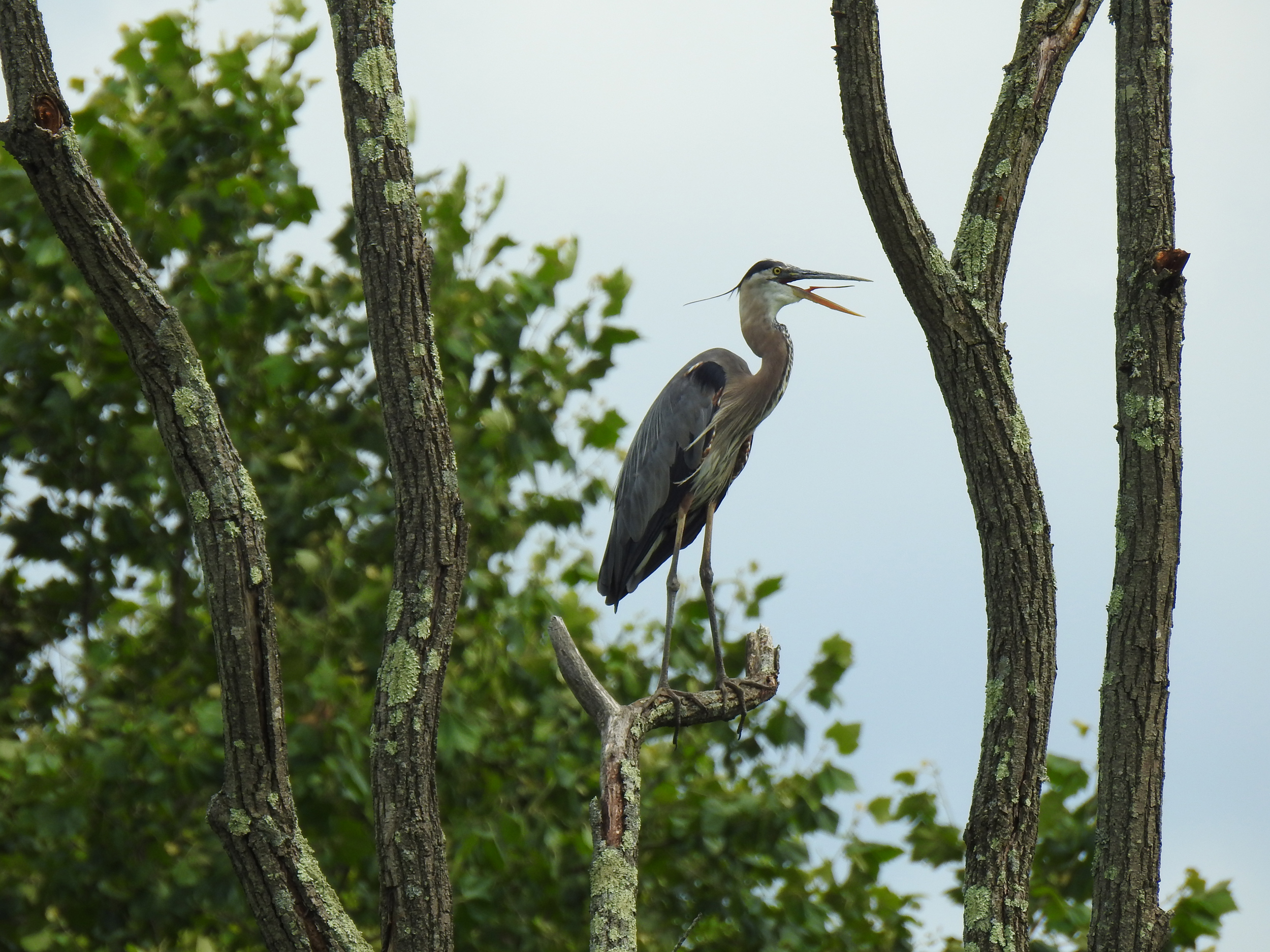 Species Profile — Great Blue Heron