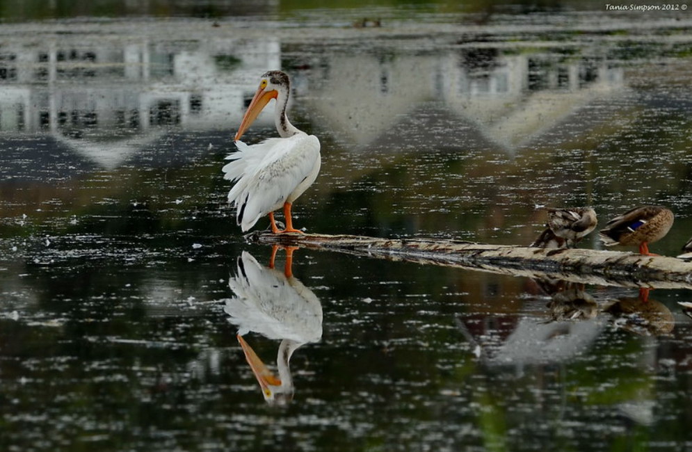 Species Profile — American White Pelican