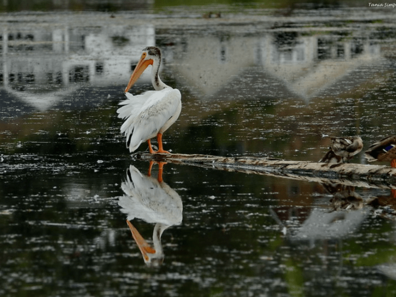 Species Profile — American White&nbsp;Pelican