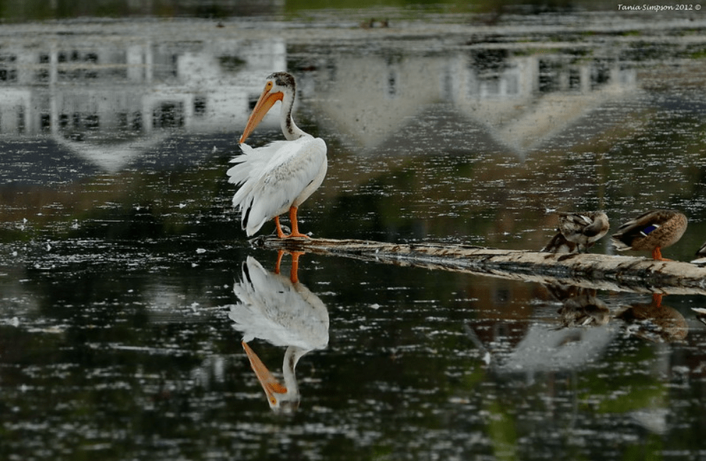 Species Profile — American White&nbsp;Pelican