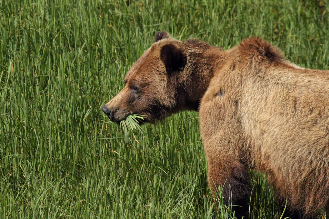 Species Profile — Grizzly Bear
