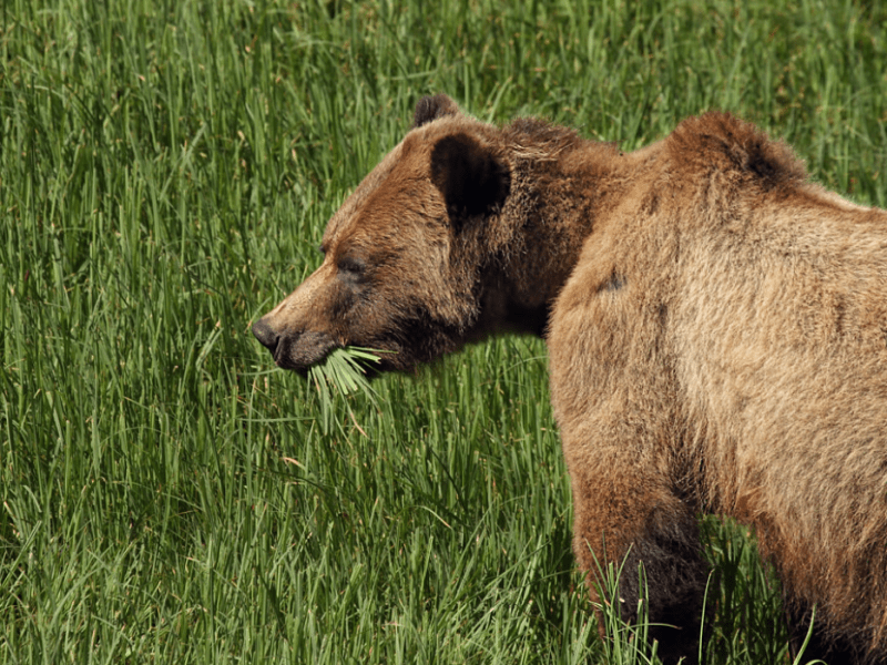 Species Profile — Grizzly&nbsp;Bear