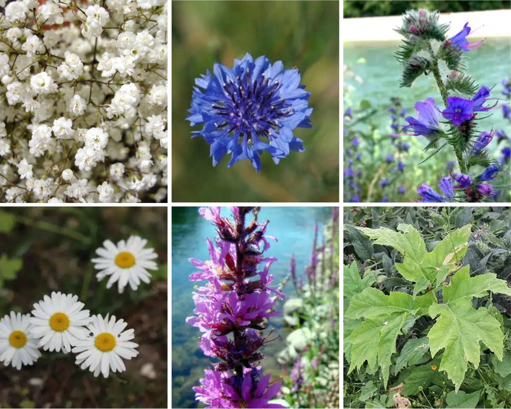 Common Wetland Invasives