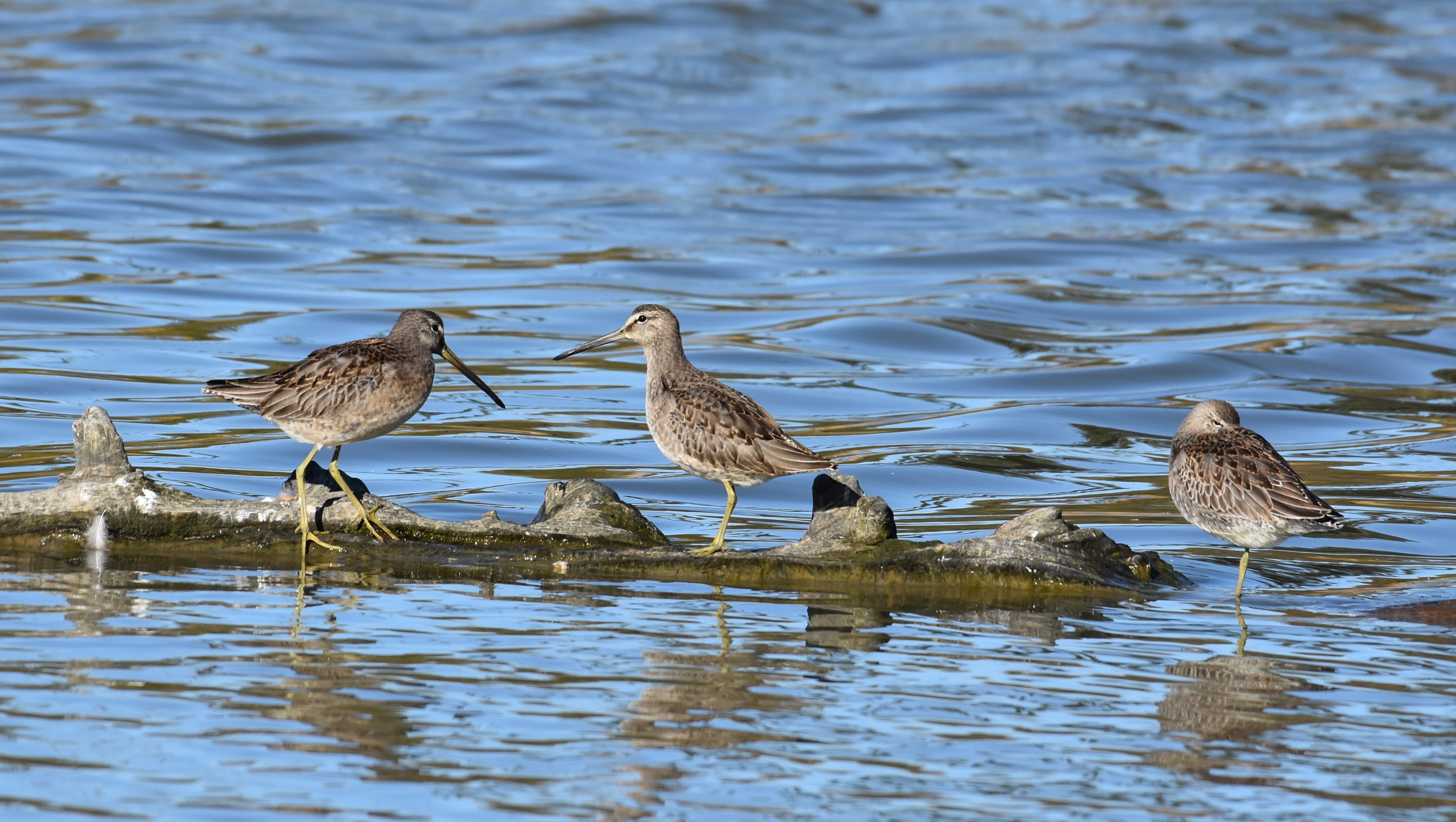 Species Profile — Long-Billed Dowitcher