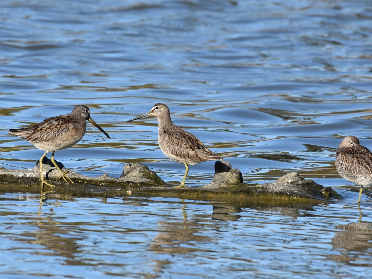 Species Profile — Long-Billed&nbsp;Dowitcher