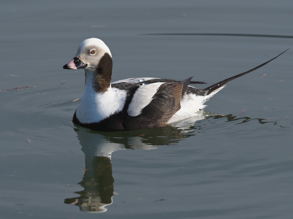 Species Profile — Long-tailed&nbsp;Duck