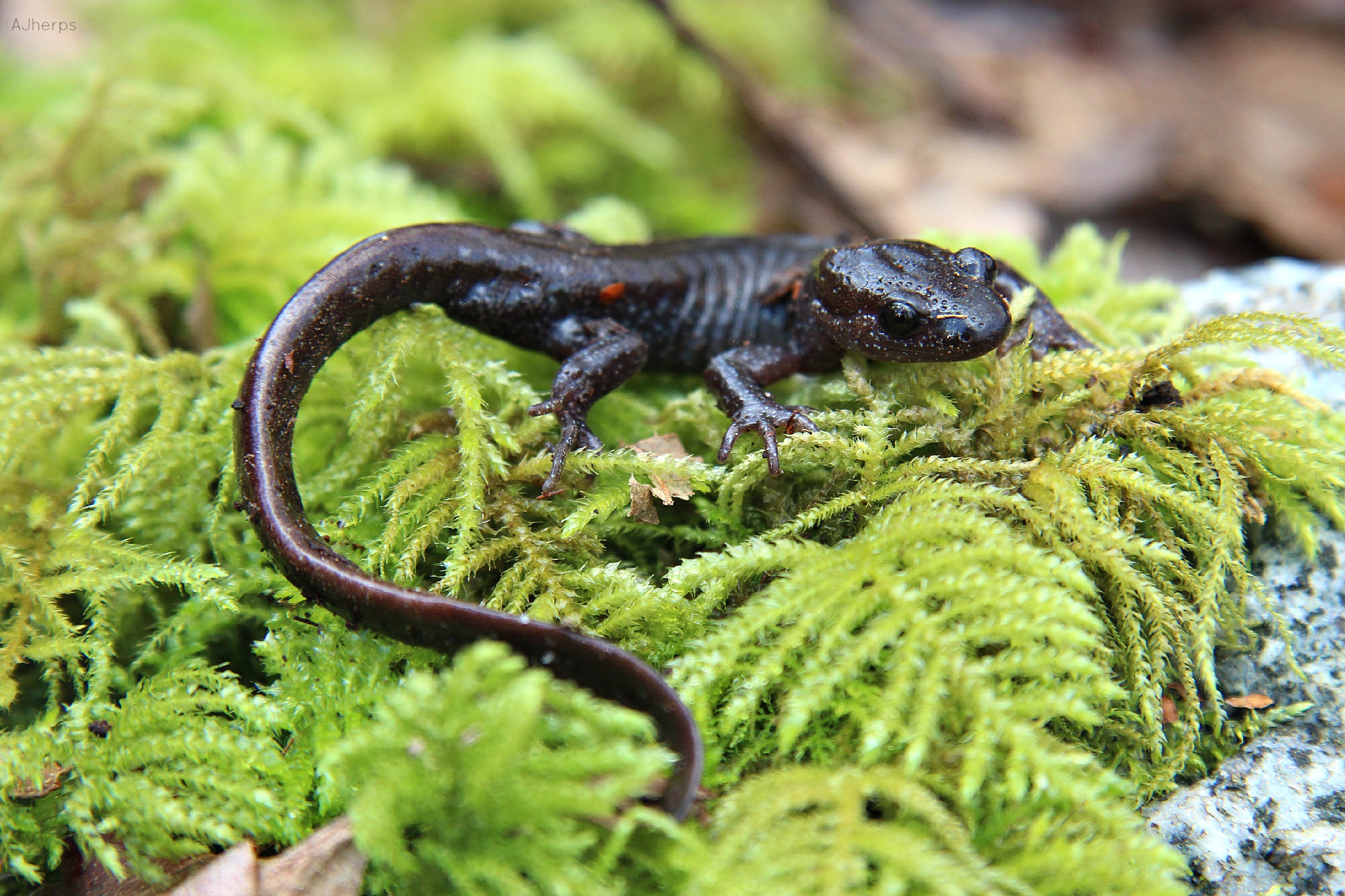 Species Profile — Long-Toed Salamander
