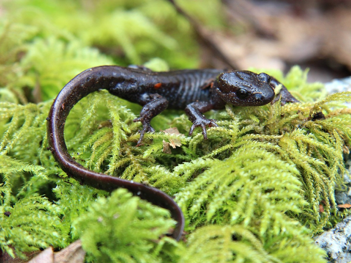 Species Profile — Long-Toed&nbsp;Salamander