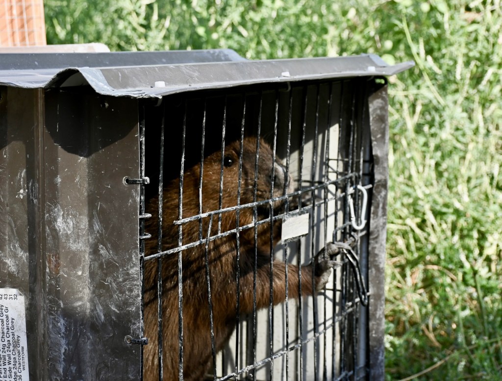 Volunteer-run rehab centre returns beavers to the wild