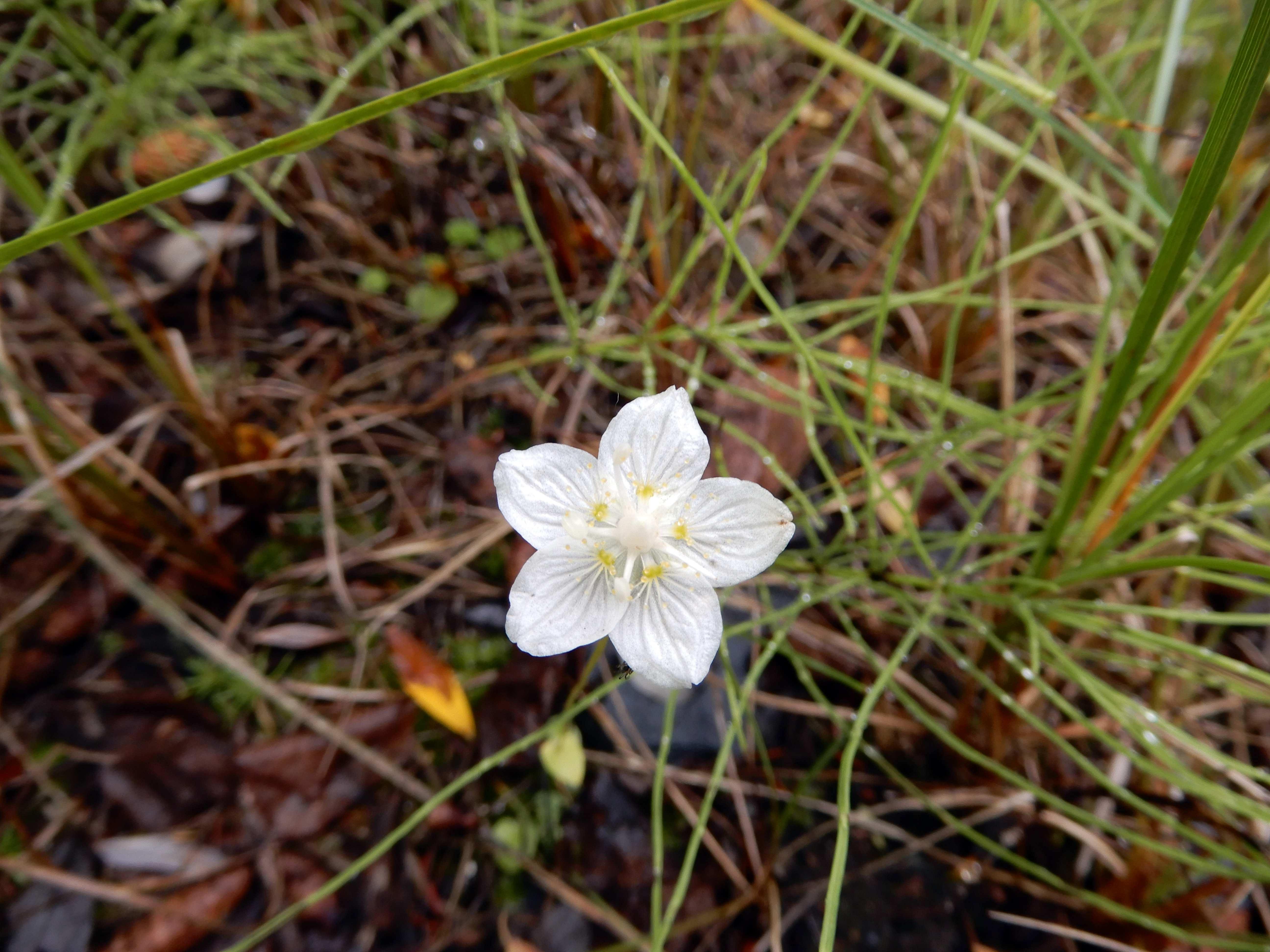 Species Profile — Bog Star