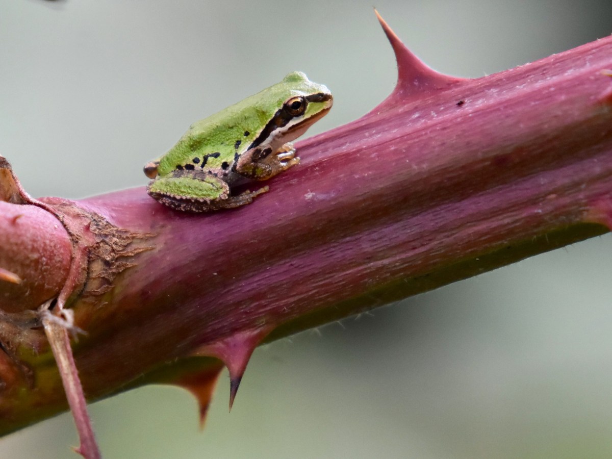 Species Profile — Pacific Tree&nbsp;Frog