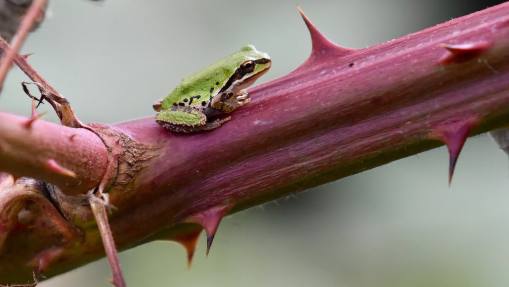 Species Profile — Pacific Tree&nbsp;Frog