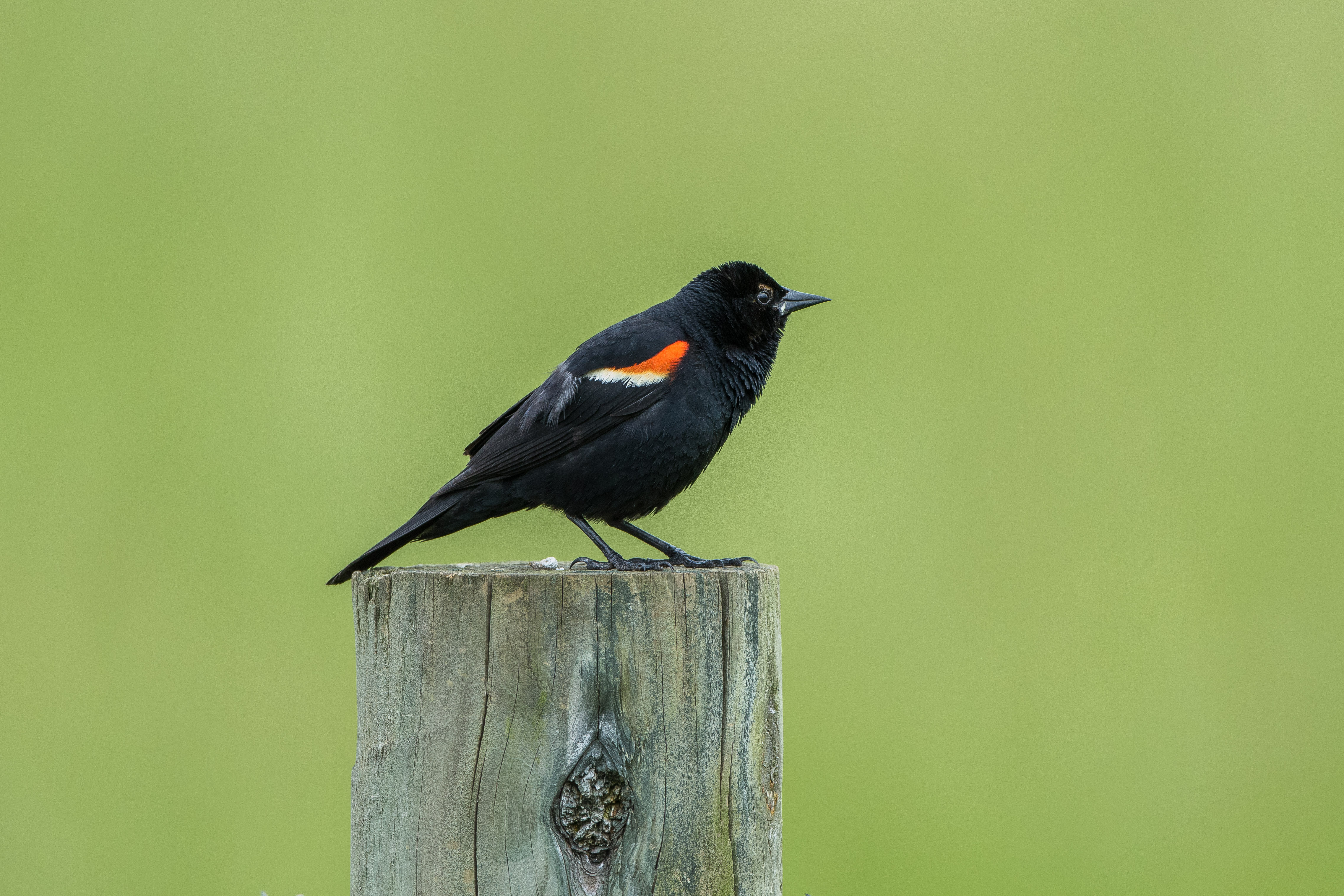 Species Profile — Red-winged Blackbird