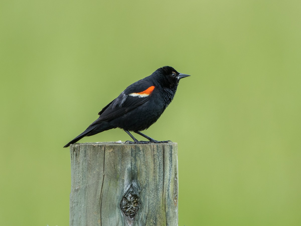 Species Profile — Red-winged&nbsp;Blackbird