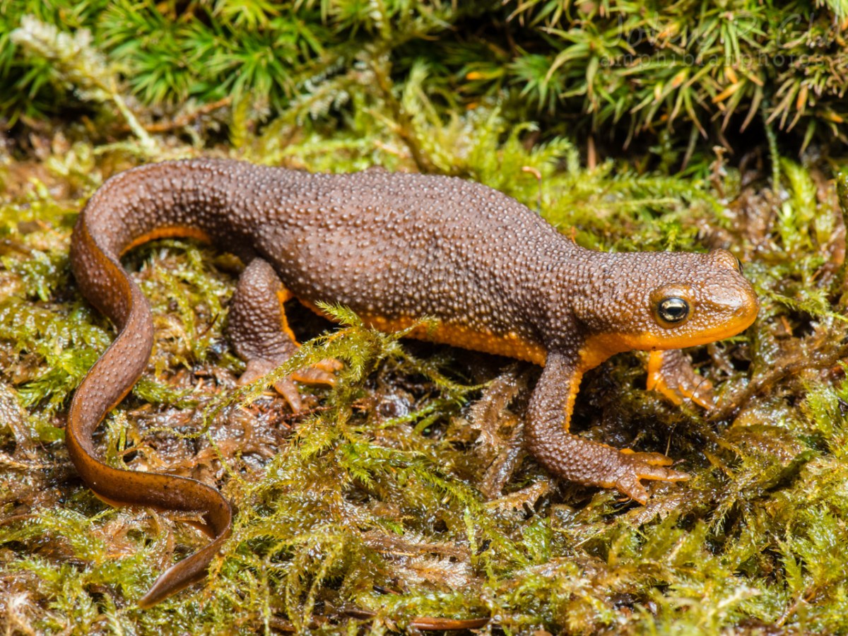 Species Profile — Rough-skinned&nbsp;Newt