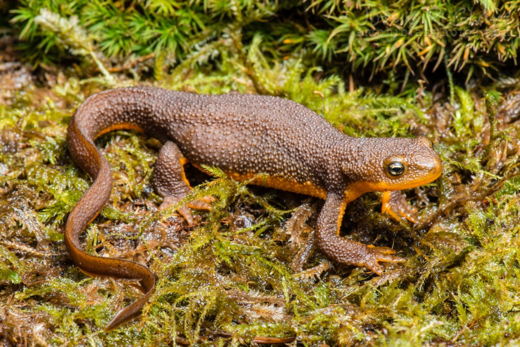 Species Profile — Rough-skinned&nbsp;Newt