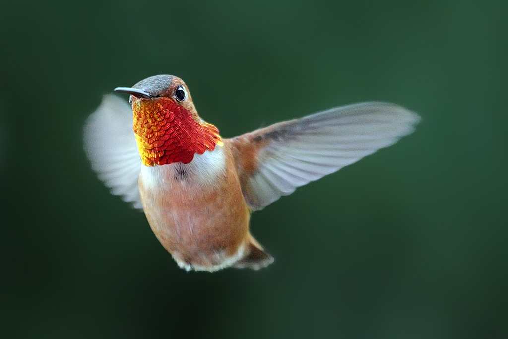 Species Profile — Rufous Hummingbird