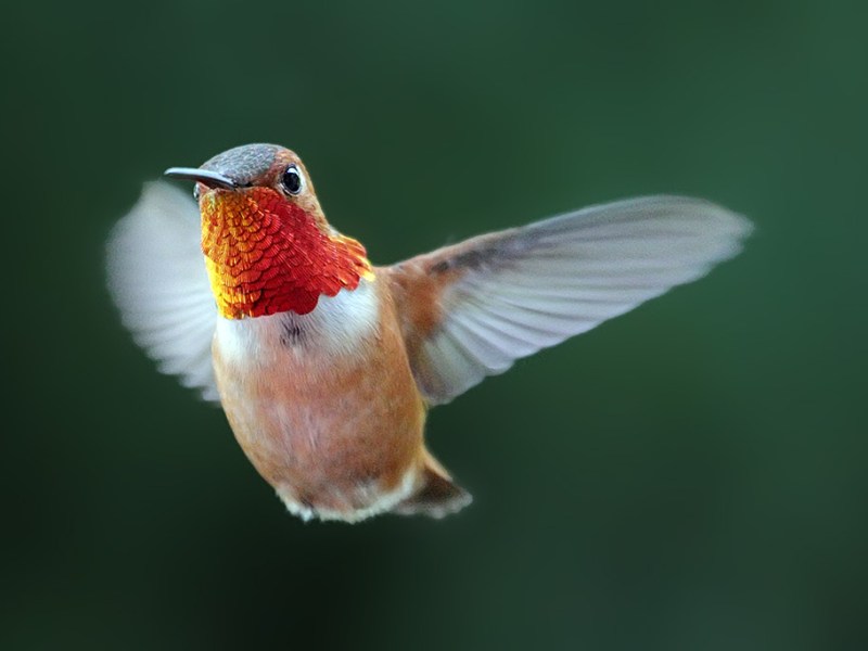 Species Profile — Rufous&nbsp;Hummingbird